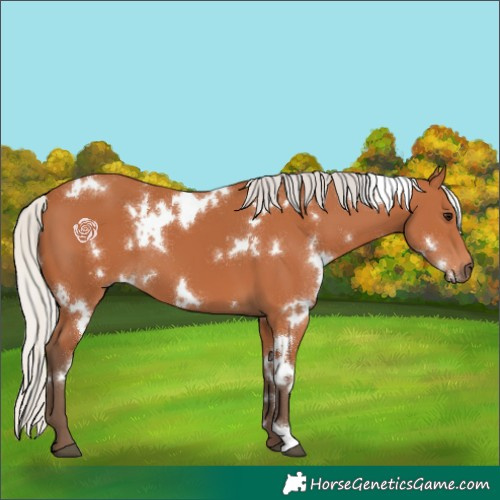 Horse Color:White Spotted Silver Bay 