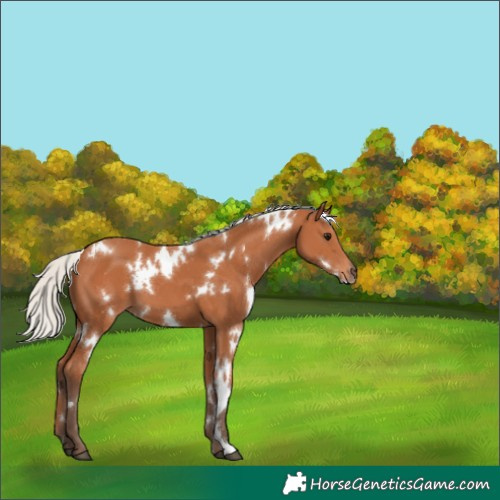 Horse Color:White Spotted Silver Bay 