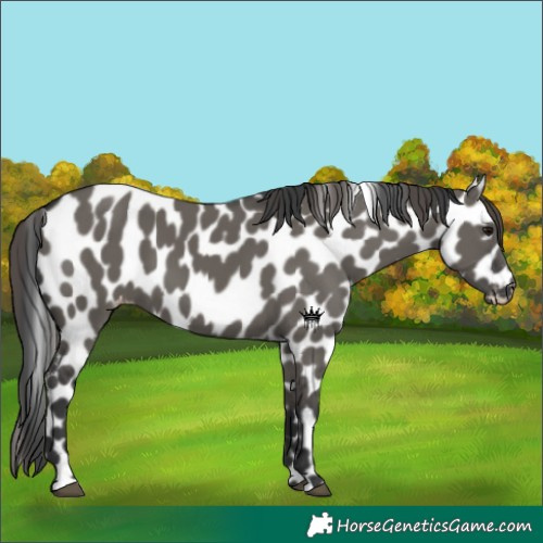Horse Color:Grullo Appaloosa 