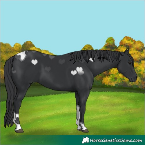Horse Color:Black Tobiano 