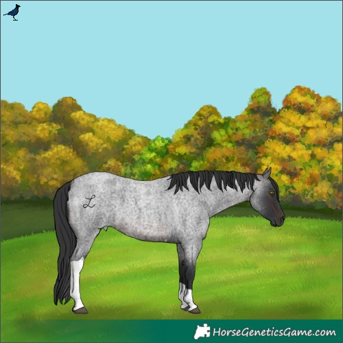 Horse Color:Brown Roan Tobiano 