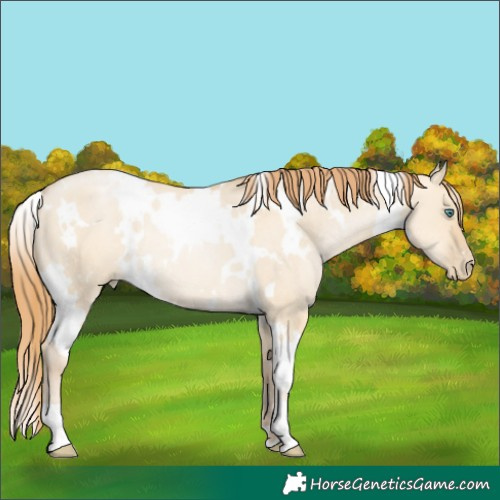 Horse Color:White Spotted Smoky Grullo Pearl Rabicano 