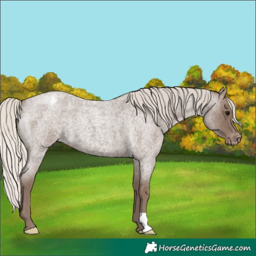 Horse Color:Silver Blue Roan Appaloosa 