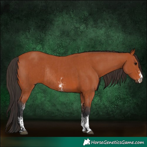 Horse Color:Bay Sabino Rabicano  and Bay Sabino Rabicano 