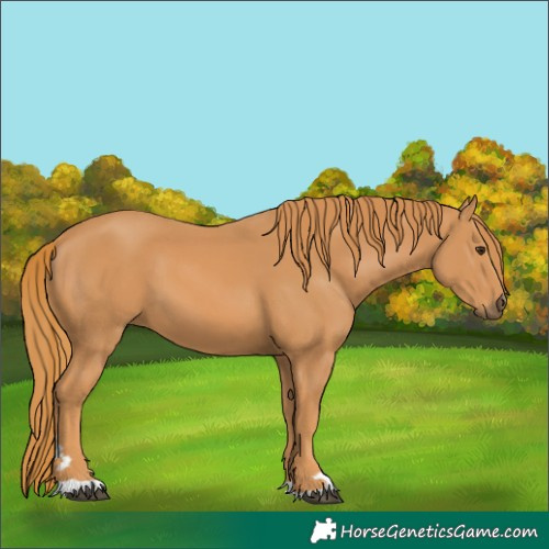 Horse Color:Chestnut 