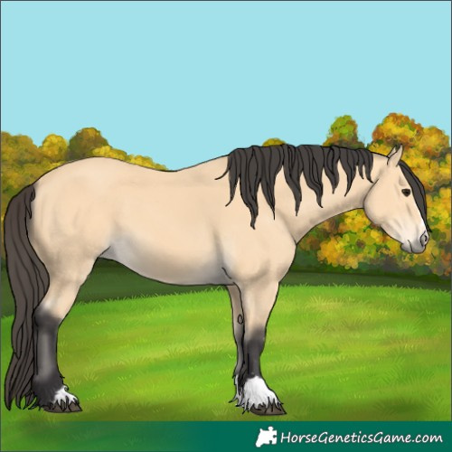 Horse Color:Buckskin
