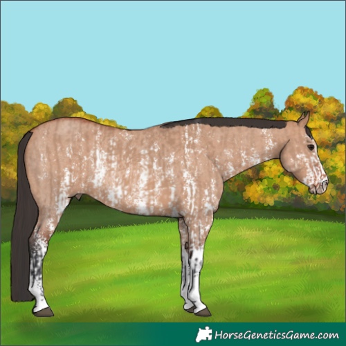 Horse Color:Bay Dun Sabino Rabicano  and Bay Dun Sabino Rabicano 