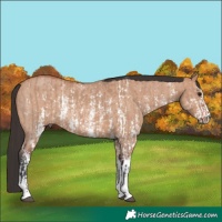 Horse Color:Bay Dun Sabino Rabicano and Bay Dun Sabino Rabicano