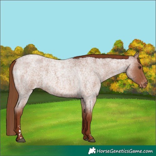 Horse Color:Red Roan Appaloosa