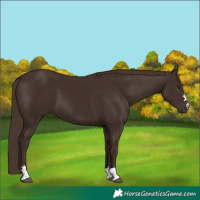 Horse Color:Liver Chestnut 