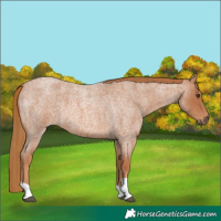 Horse Color:Red Roan Tobiano 