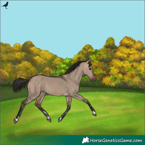 Horse Color:Bay Dun Rabicano 