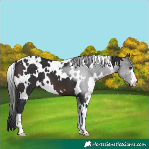 Horse Color:White Spotted Brown Mushroom