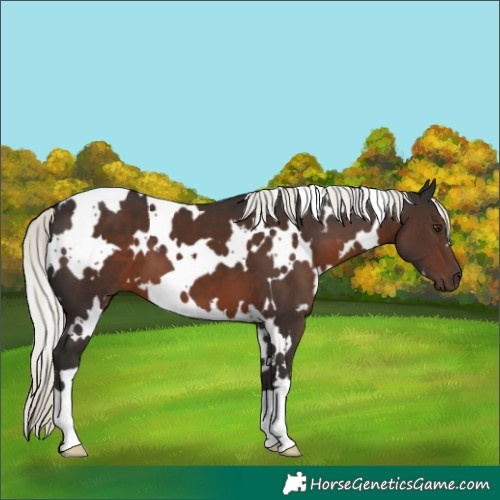 Horse Color:White Spotted Liver Chestnut Mushroom 