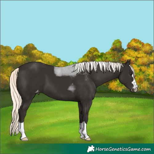 Horse Color:Liver Chestnut Mushroom Appaloosa 