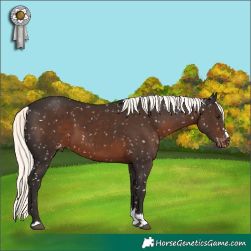 Horse Color:Liver Chestnut Mushroom Appaloosa 