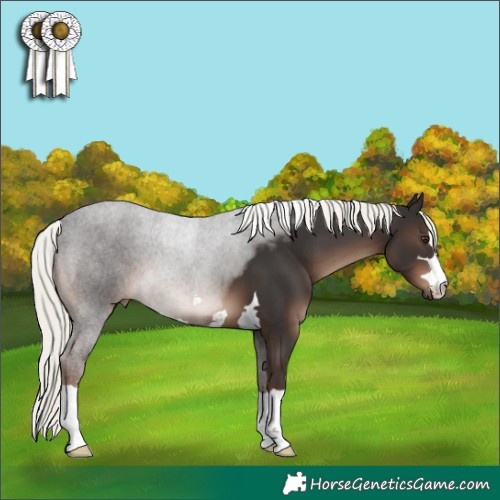 Horse Color:Liver Chestnut Mushroom 