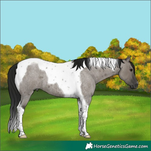 Horse Color:Gray Smoky Grullo Roan Tobiano