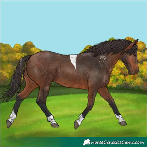Horse Color:Bay Tobiano 