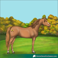 Horse Color:Chestnut  and Chestnut 