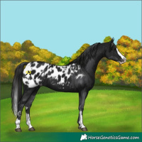Horse Color:Black Sabino Splash Blanket and Gray Black Sabino Splash Blanket
