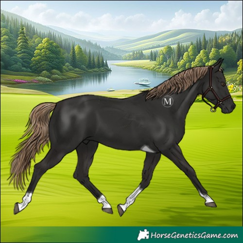 Horse Color:Liver Chestnut Tobiano 