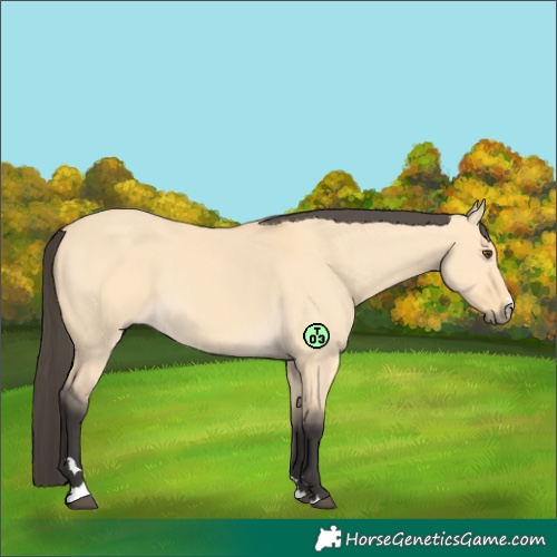 Horse Color:Buckskin Dun 