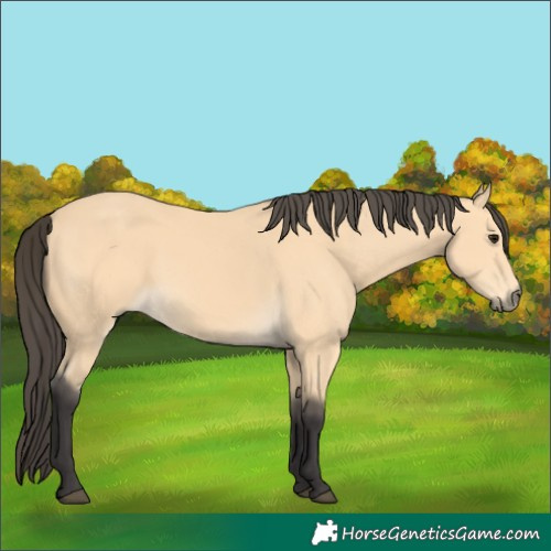 Horse Color:Buckskin 