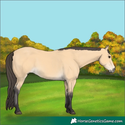 Horse Color:Buckskin 