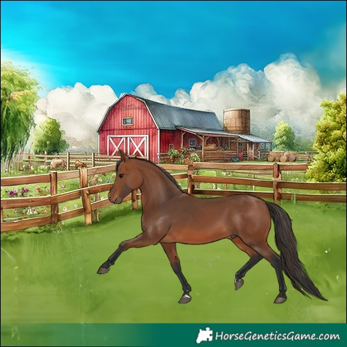 Horse Color:Bay 