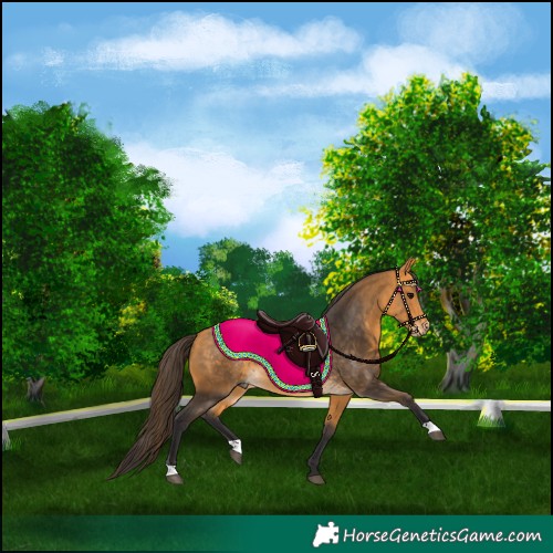 Horse Color:Buckskin 