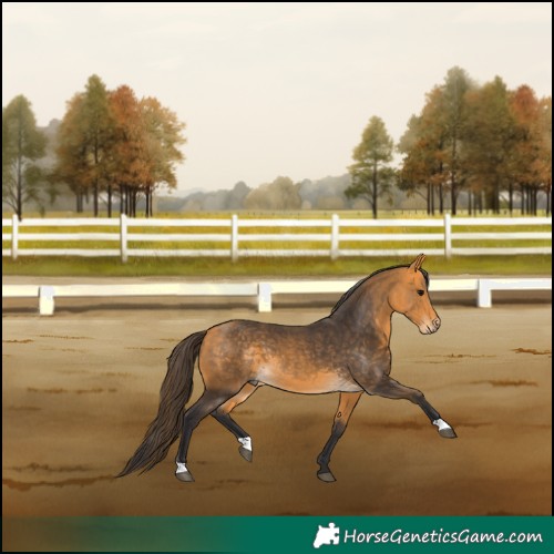 Horse Color:Buckskin 