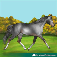 Horse Color:Gray White Spotted Liver Chestnut 