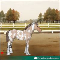 Horse Color:White Spotted Bay Roan Dun Appaloosa