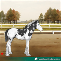 Horse Color:White Spotted Black Splash Snowcap