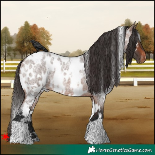 Horse Color:White Spotted Brown Roan Appaloosa