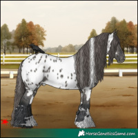Horse Color:White Spotted Grullo Appaloosa 