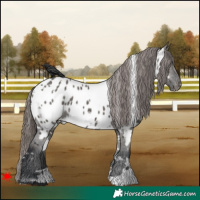 Horse Color:White Spotted Grullo Appaloosa