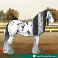 Horse Color:White Spotted Black Splash Near Leopard