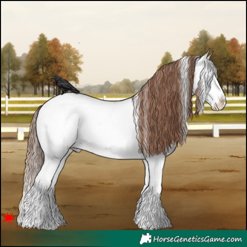 Horse Color:White Spotted Bay Dun Splash Appaloosa 