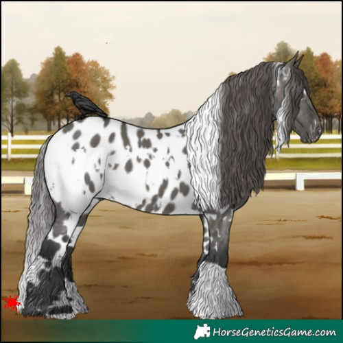 Horse Color:White Spotted Grullo Appaloosa