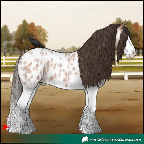 Horse Color:Bay Roan Splash Appaloosa 
