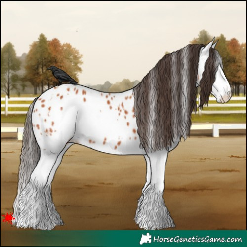 Horse Color:White Spotted Bay Splash Appaloosa 