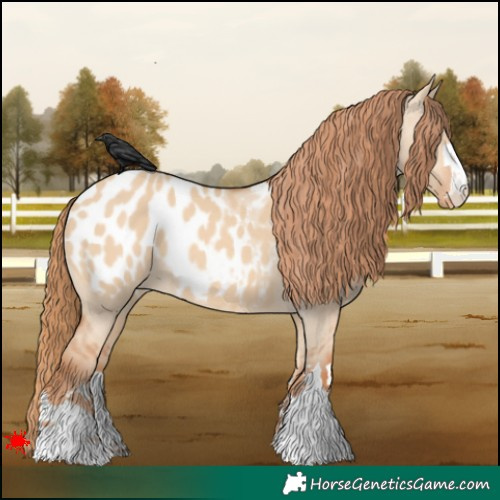 Horse Color:Red Dun Appaloosa