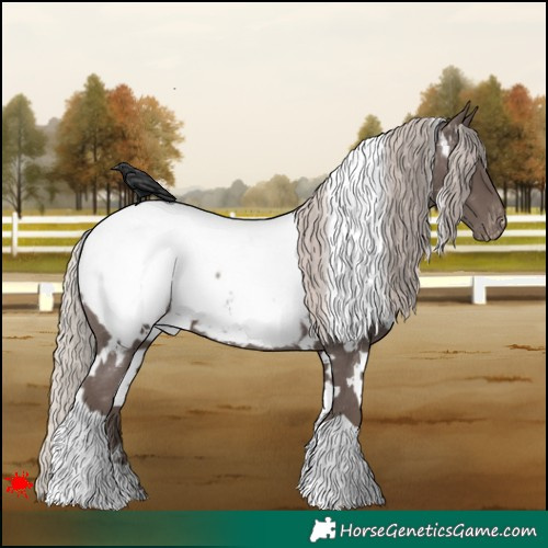 Horse Color:White Spotted Silver Black Appaloosa 