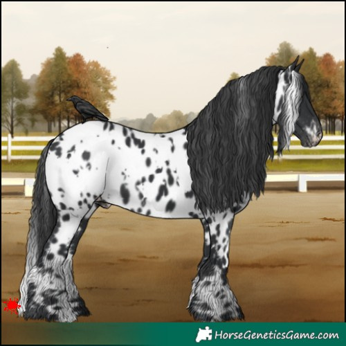 Horse Color:White Spotted Black Appaloosa 