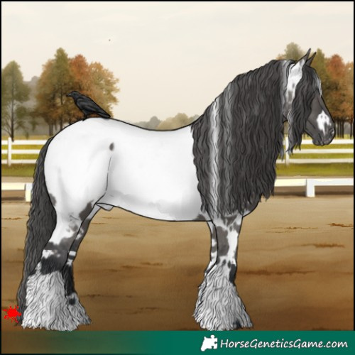 Horse Color:White Spotted Grullo Appaloosa