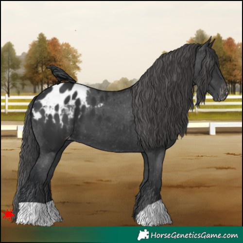 Horse Color:Black Appaloosa 