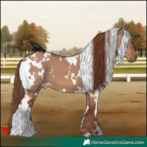 Horse Color:White Spotted Red Dun 