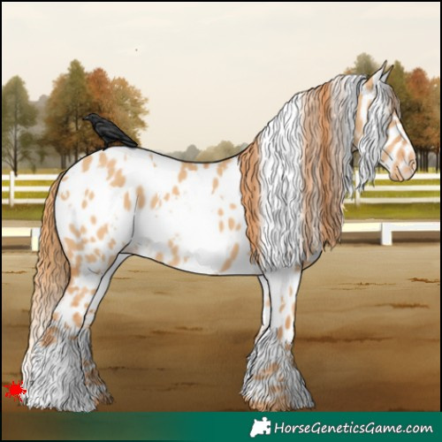 Horse Color:White Spotted Red Dun Appaloosa 